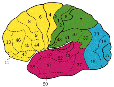 大脑布罗德曼分区系统简介