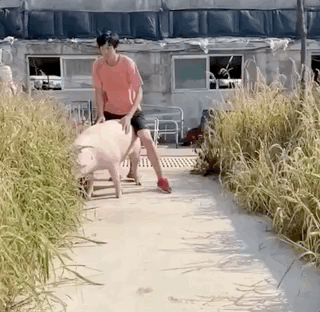 api接口-笑话段子短视频精选集