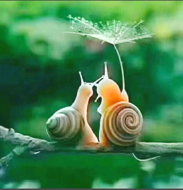 “给予”超越“莲花”，支持 Oracle 数据库