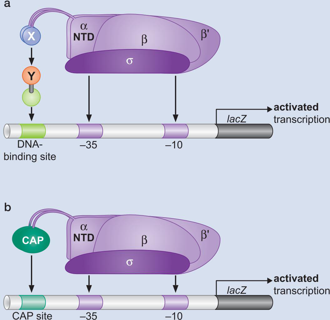 MIT Molecular Biology 笔记6  转录的调控 