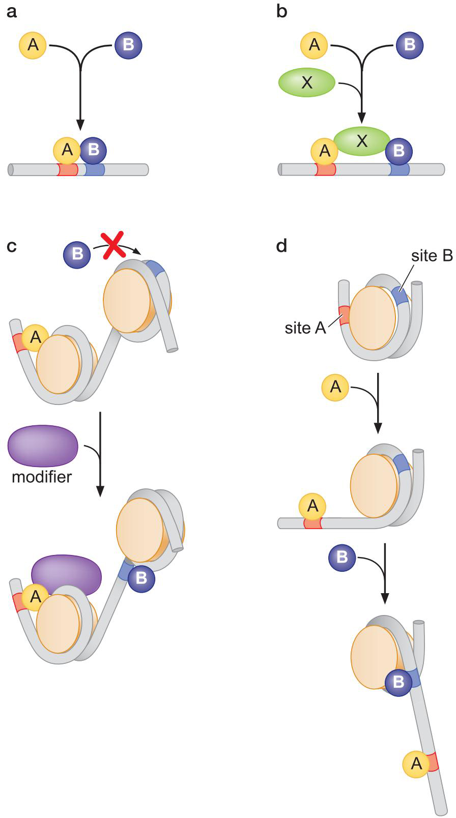 MIT Molecular Biology 笔记6  转录的调控 