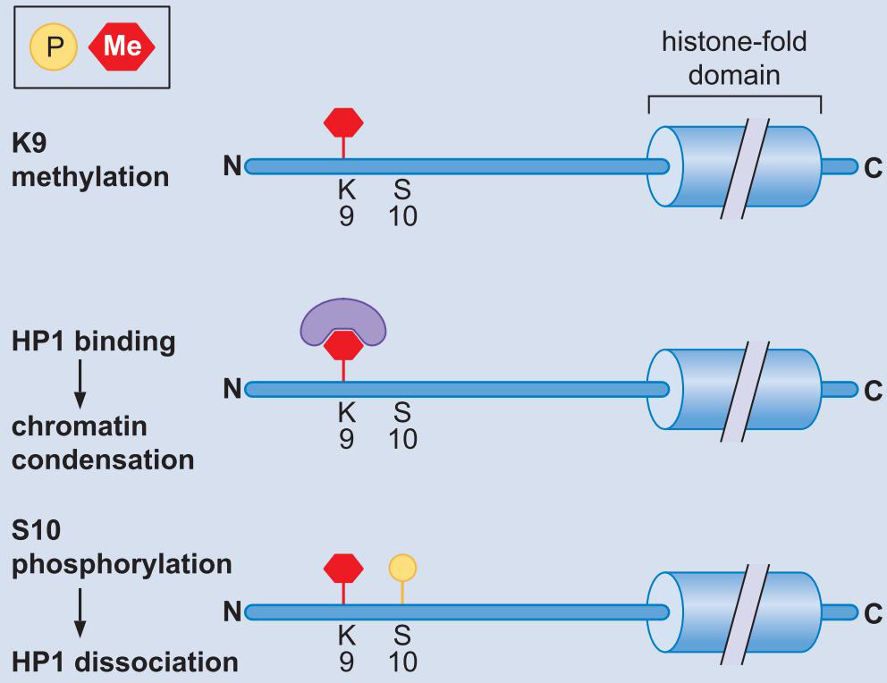 MIT Molecular Biology 笔记6  转录的调控 