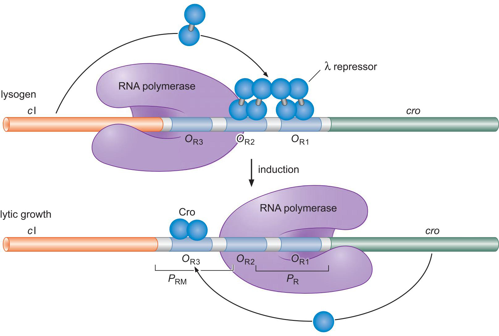 MIT Molecular Biology 笔记6  转录的调控 