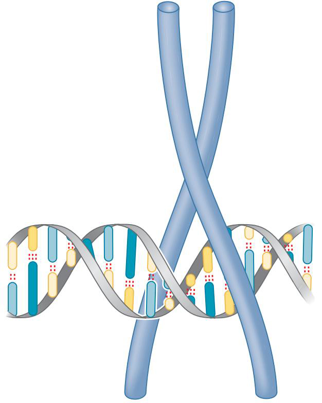 MIT Molecular Biology 笔记6  转录的调控 