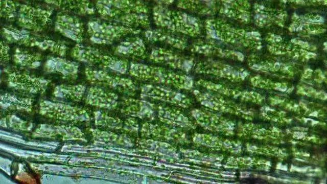 美国Science公布:全球125个最前沿的科学难题(图)
