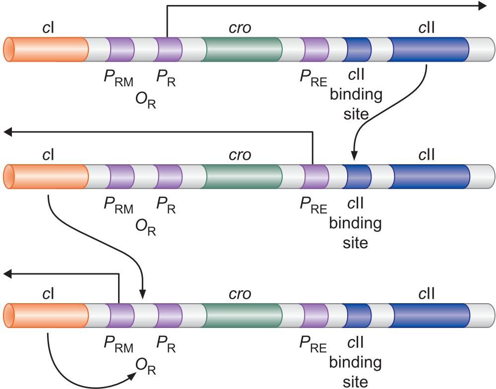 MIT Molecular Biology 笔记6  转录的调控 