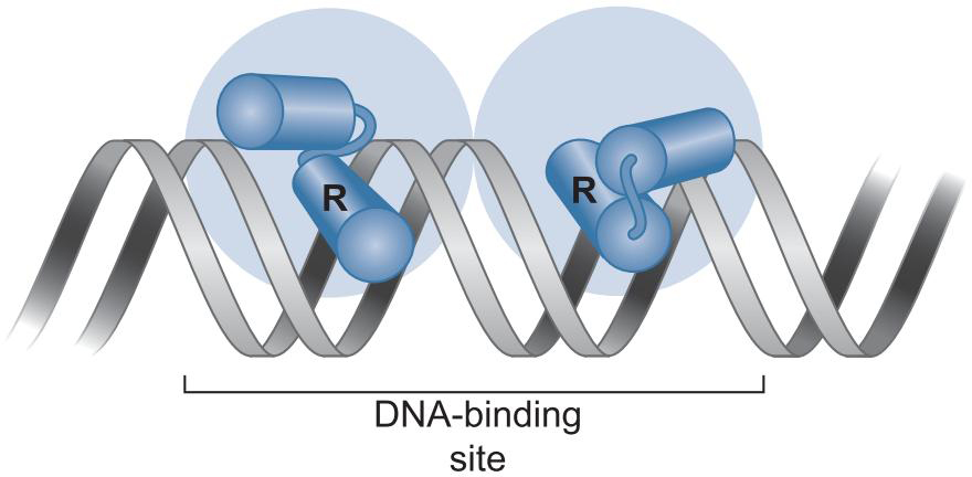 MIT Molecular Biology 笔记6  转录的调控 