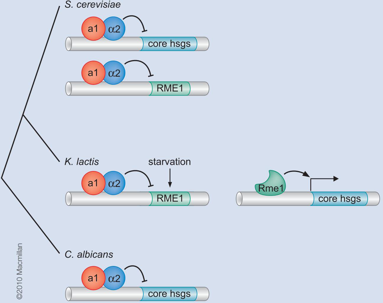 MIT Molecular Biology 笔记6  转录的调控 