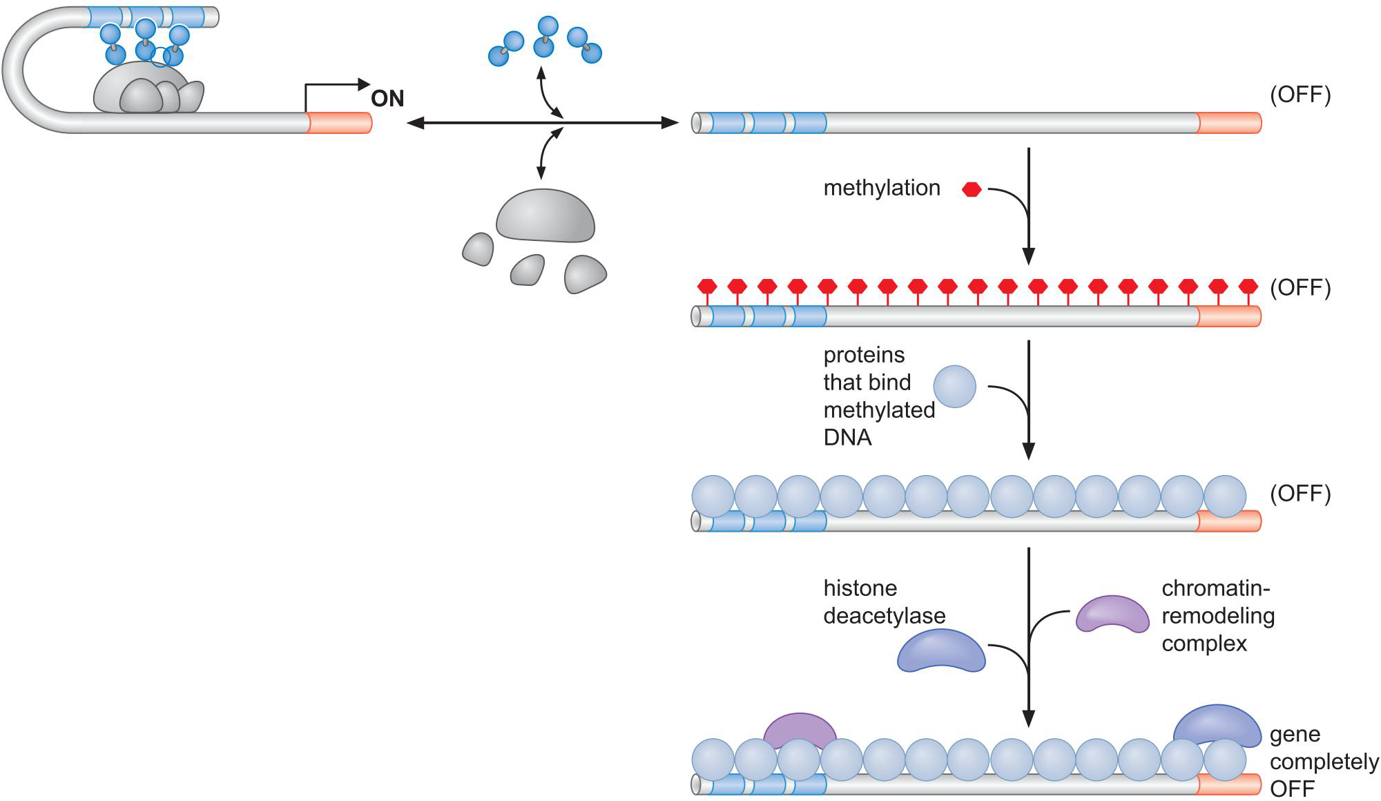 MIT Molecular Biology 笔记6  转录的调控 