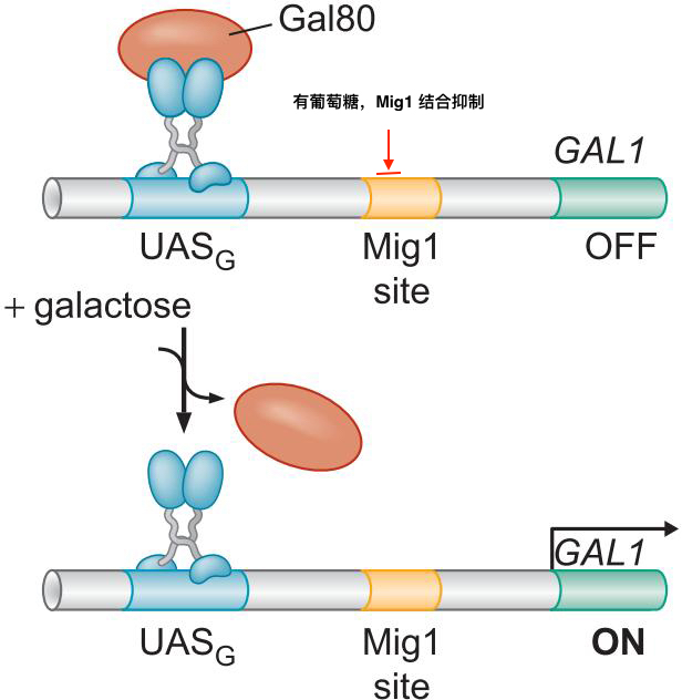 MIT Molecular Biology 笔记6  转录的调控 