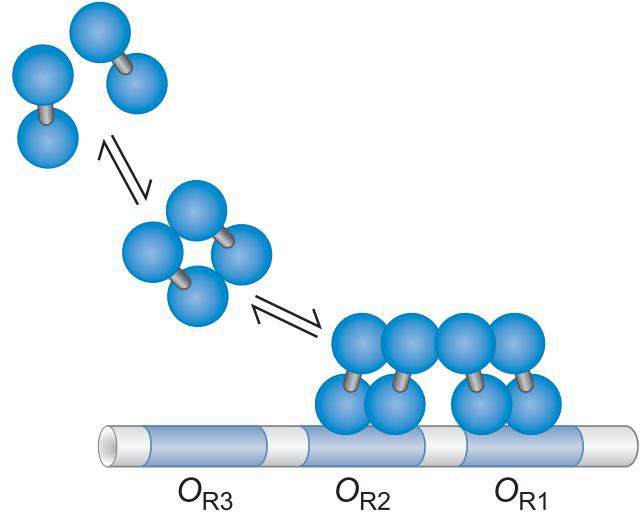 MIT Molecular Biology 笔记6  转录的调控 