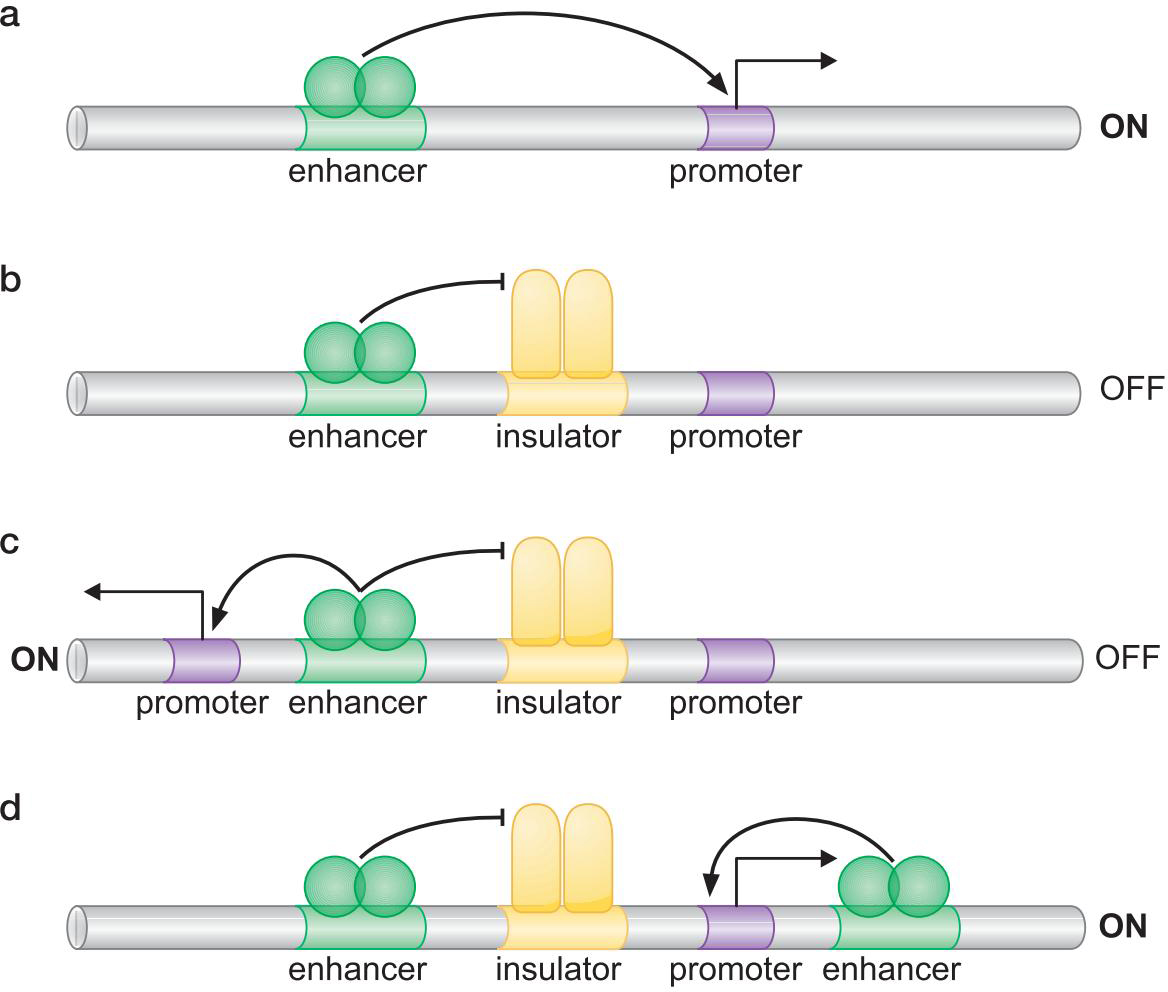 MIT Molecular Biology 笔记6  转录的调控 