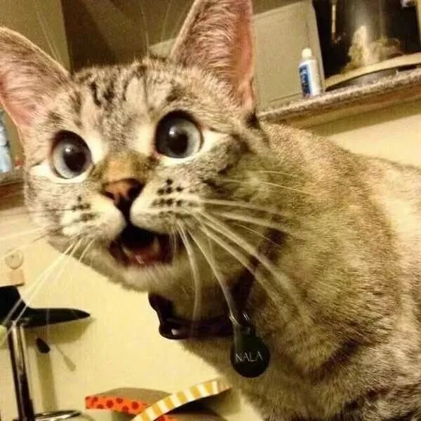 Spring Security 中的 hasRole 和 hasAuthority 有区别吗？