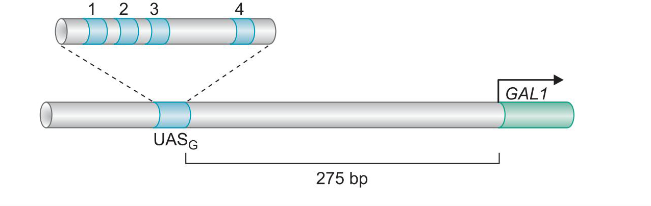 MIT Molecular Biology 笔记6  转录的调控 