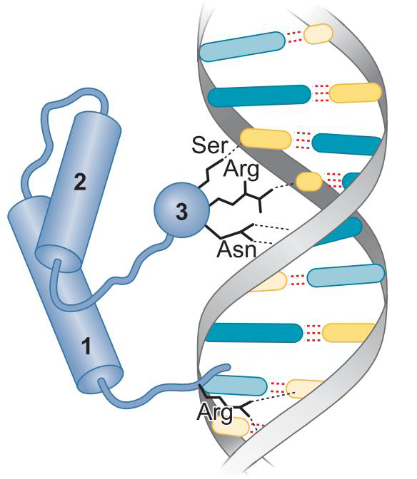 MIT Molecular Biology 笔记6  转录的调控 