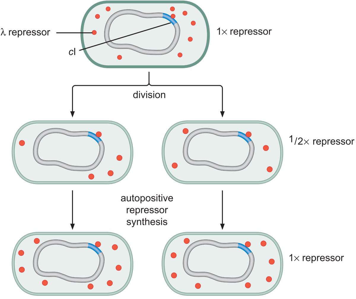 MIT Molecular Biology 笔记6  转录的调控 