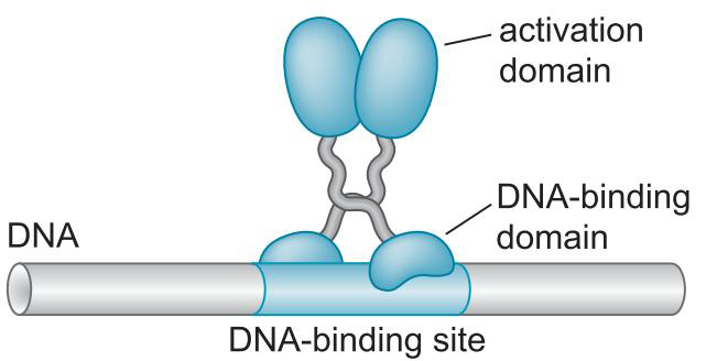 MIT Molecular Biology 笔记6  转录的调控 