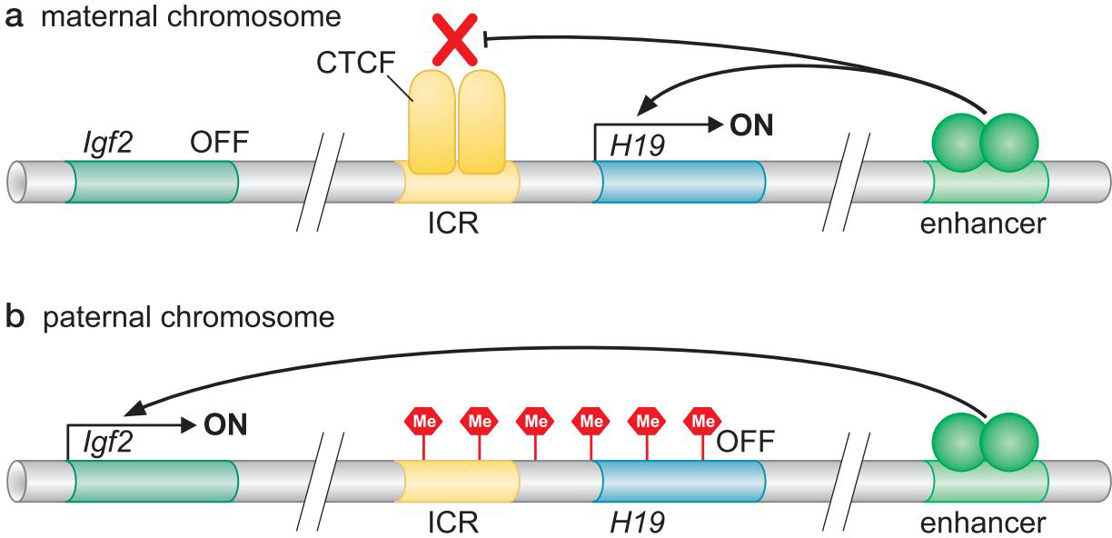 MIT Molecular Biology 笔记6  转录的调控 