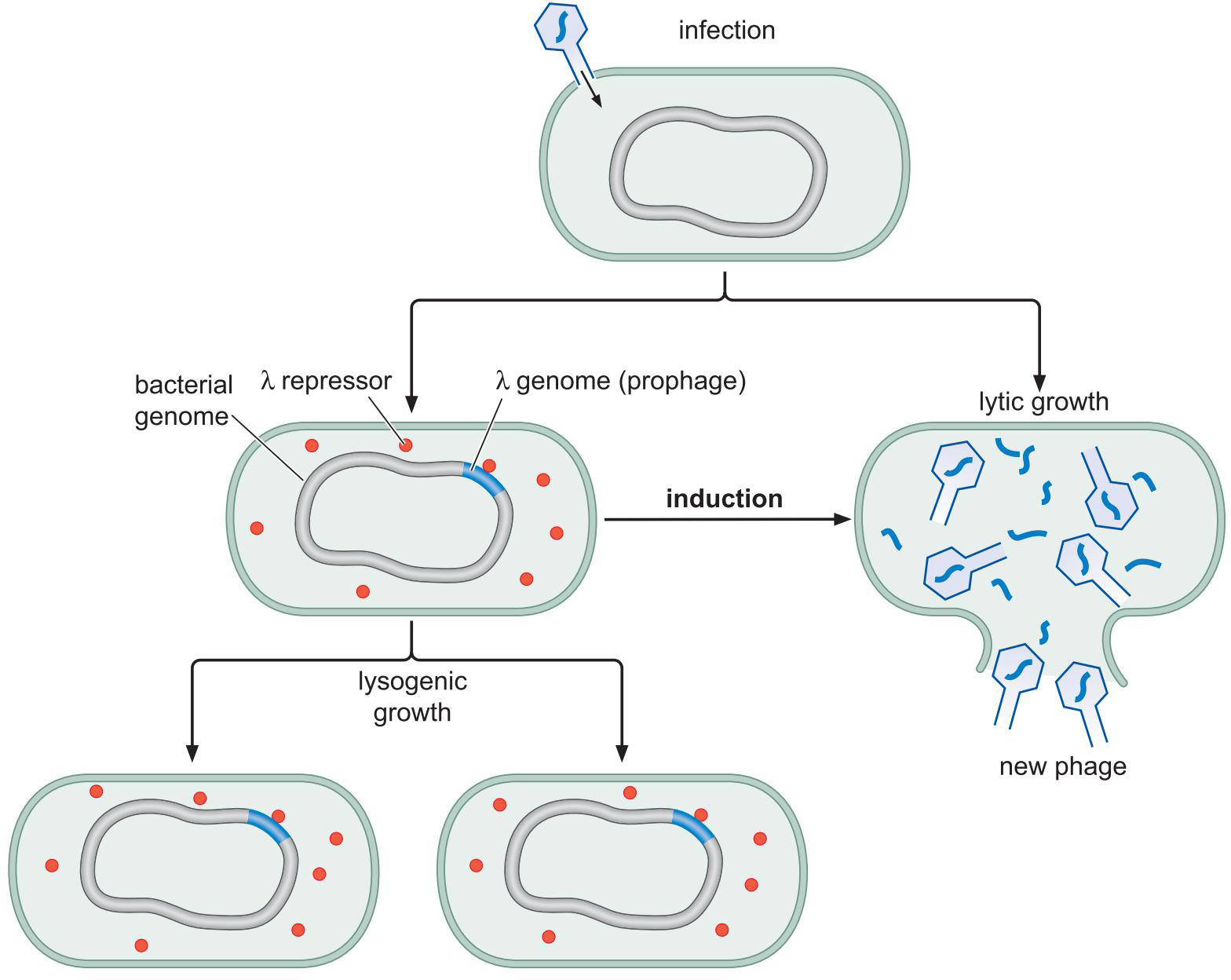 MIT Molecular Biology 笔记6  转录的调控 