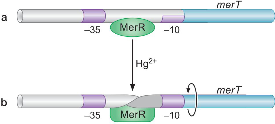 MIT Molecular Biology 笔记6  转录的调控 