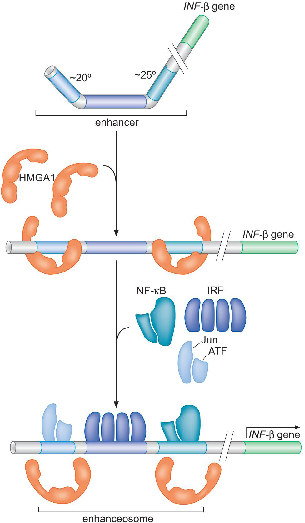 MIT Molecular Biology 笔记6  转录的调控 