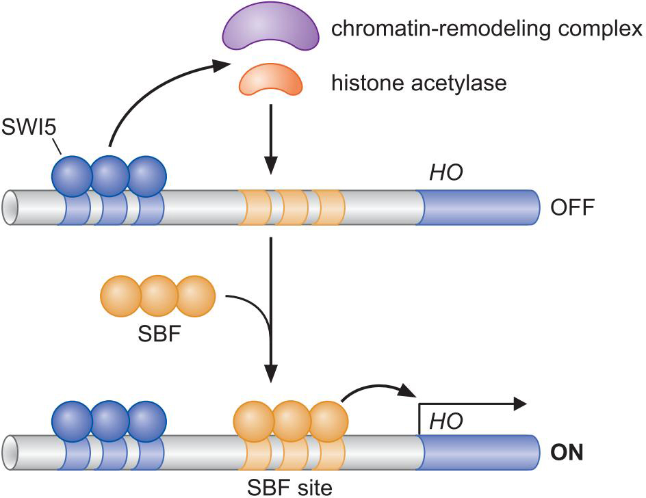 MIT Molecular Biology 笔记6  转录的调控 