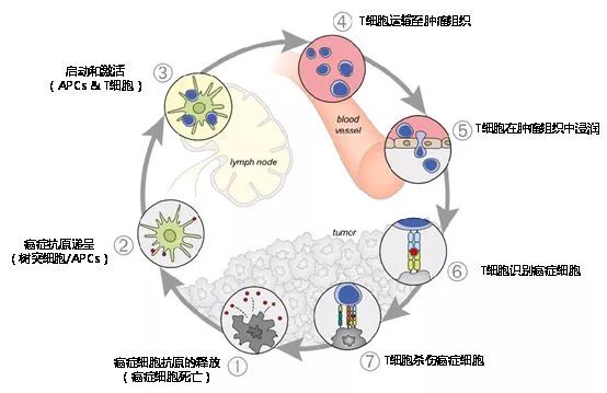 鳞状上皮细胞癌scca