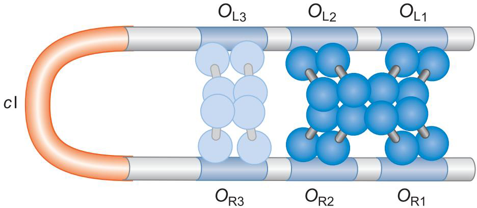 MIT Molecular Biology 笔记6  转录的调控 