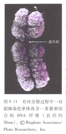 基因日签 0925 染色质可以分为常染色质和异染色质 Cngbdb的个人空间 Oschina