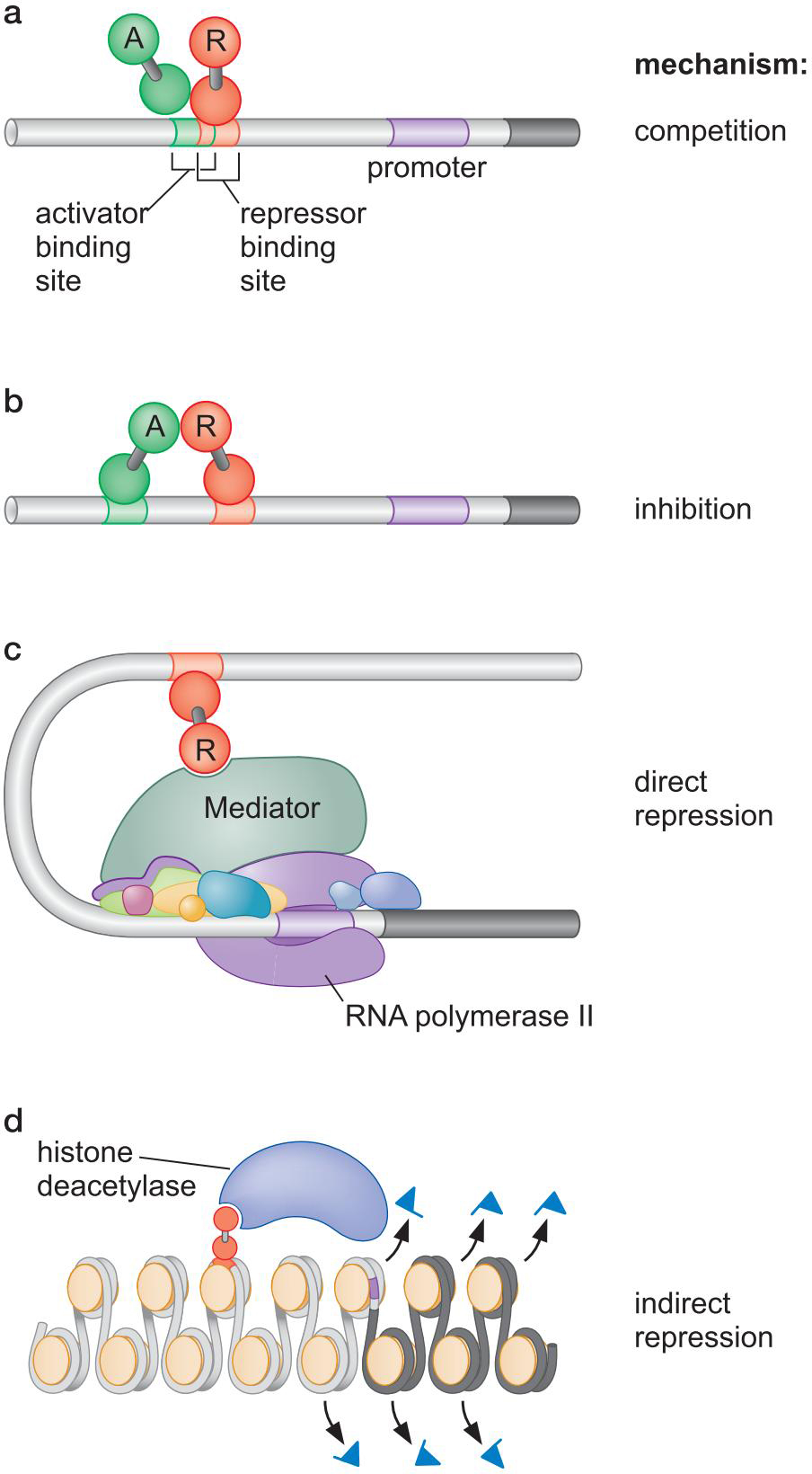 MIT Molecular Biology 笔记6  转录的调控 