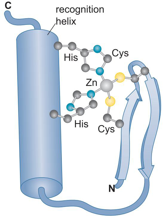 MIT Molecular Biology 笔记6  转录的调控 