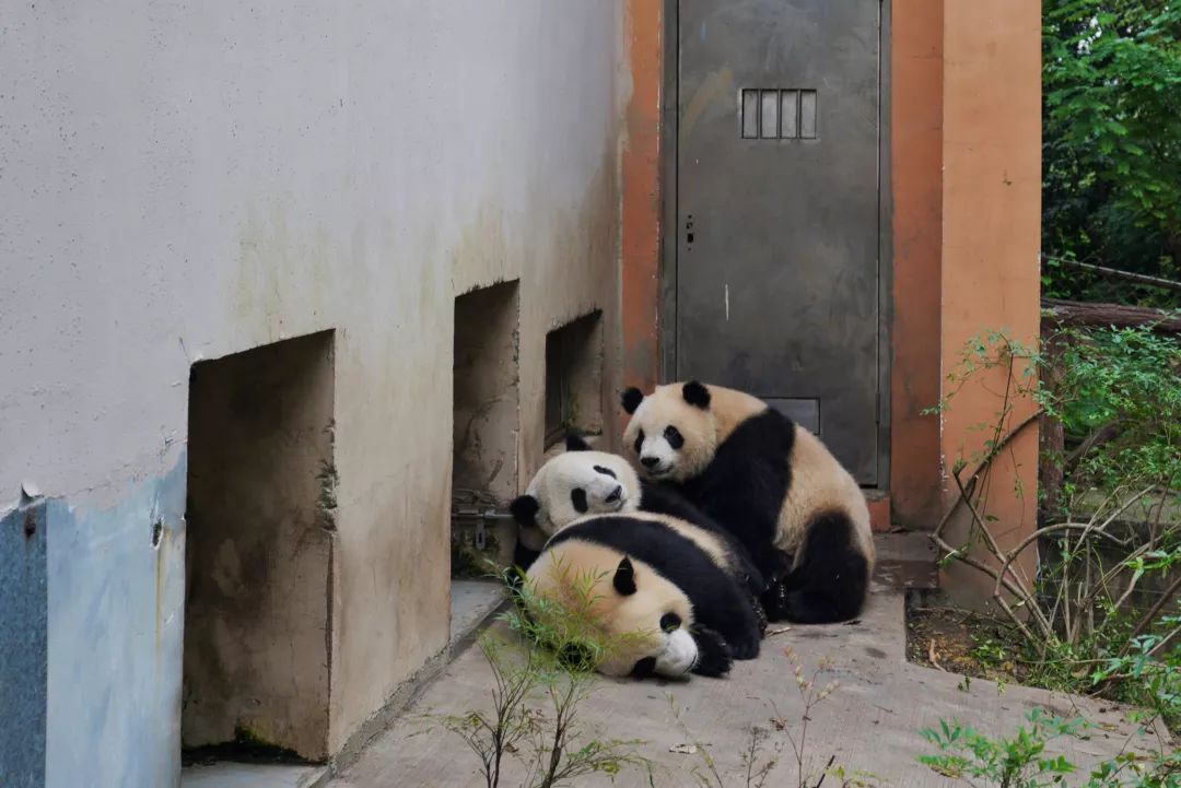 三只糯米团子