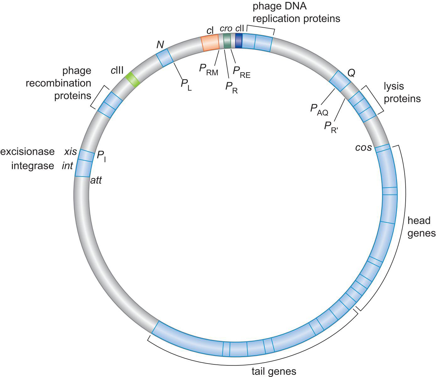 MIT Molecular Biology 笔记6  转录的调控 