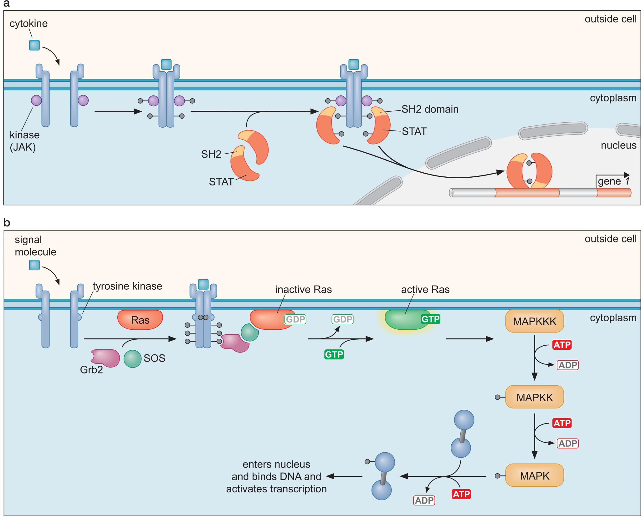 MIT Molecular Biology 笔记6  转录的调控 