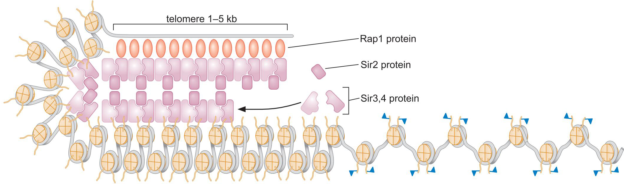 MIT Molecular Biology 笔记6  转录的调控 