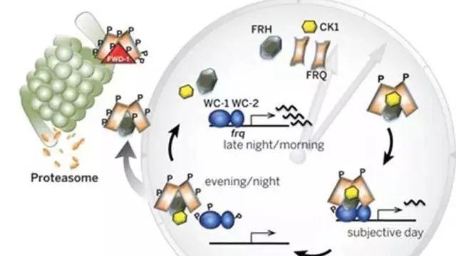 美国Science公布:全球125个最前沿的科学难题(图)