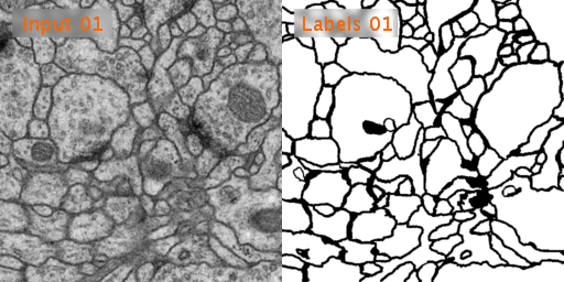 用OneFlow实现基于U型网络的ISBI细胞分割任务