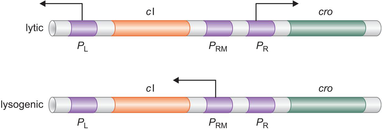 MIT Molecular Biology 笔记6  转录的调控 