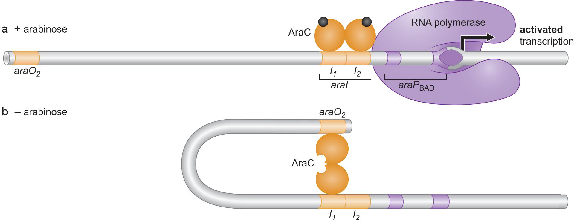 MIT Molecular Biology 笔记6  转录的调控 