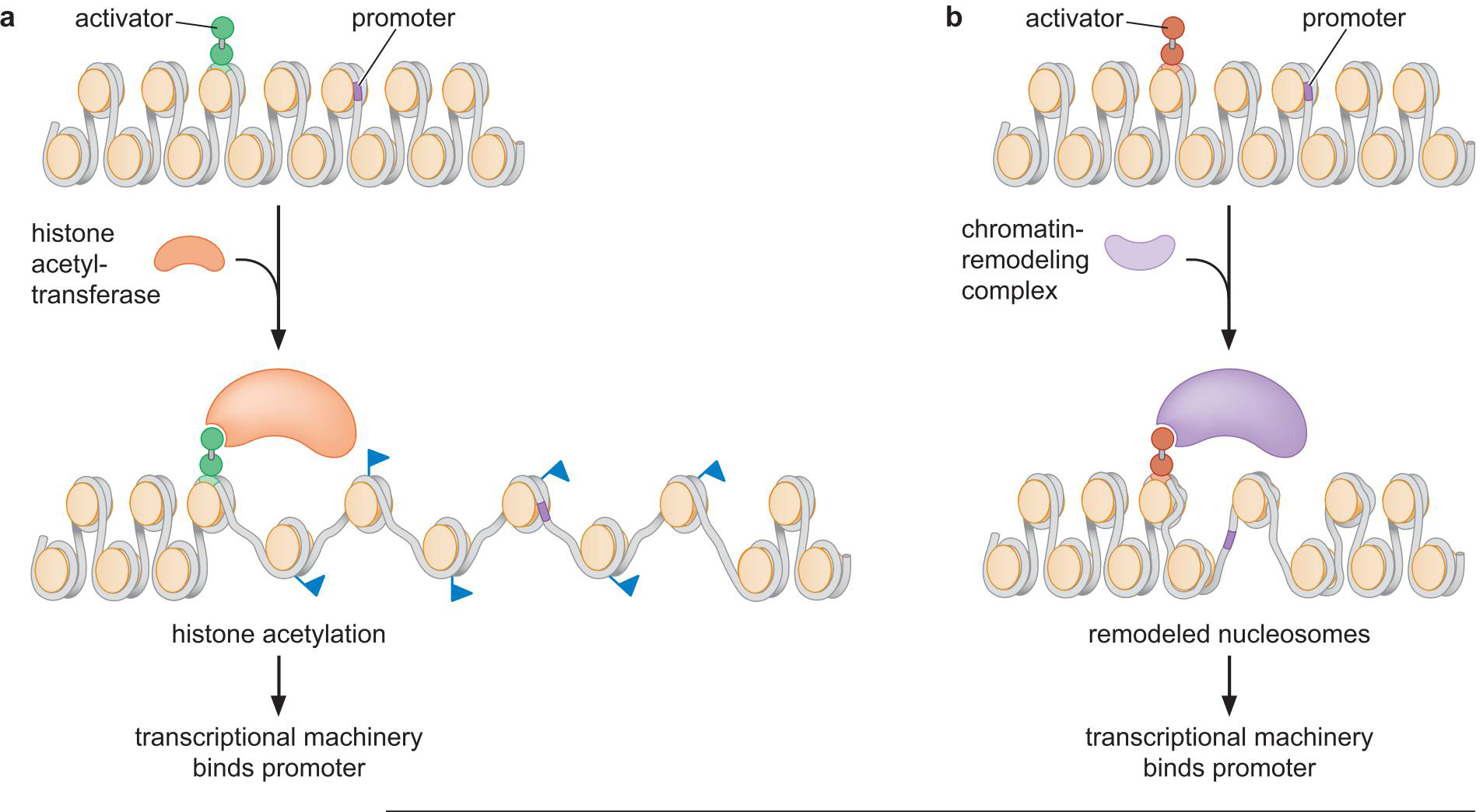 MIT Molecular Biology 笔记6  转录的调控 