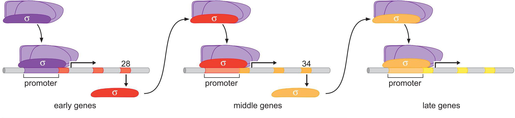 MIT Molecular Biology 笔记6  转录的调控 