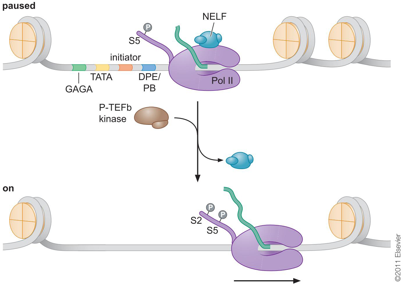 MIT Molecular Biology 笔记6  转录的调控 