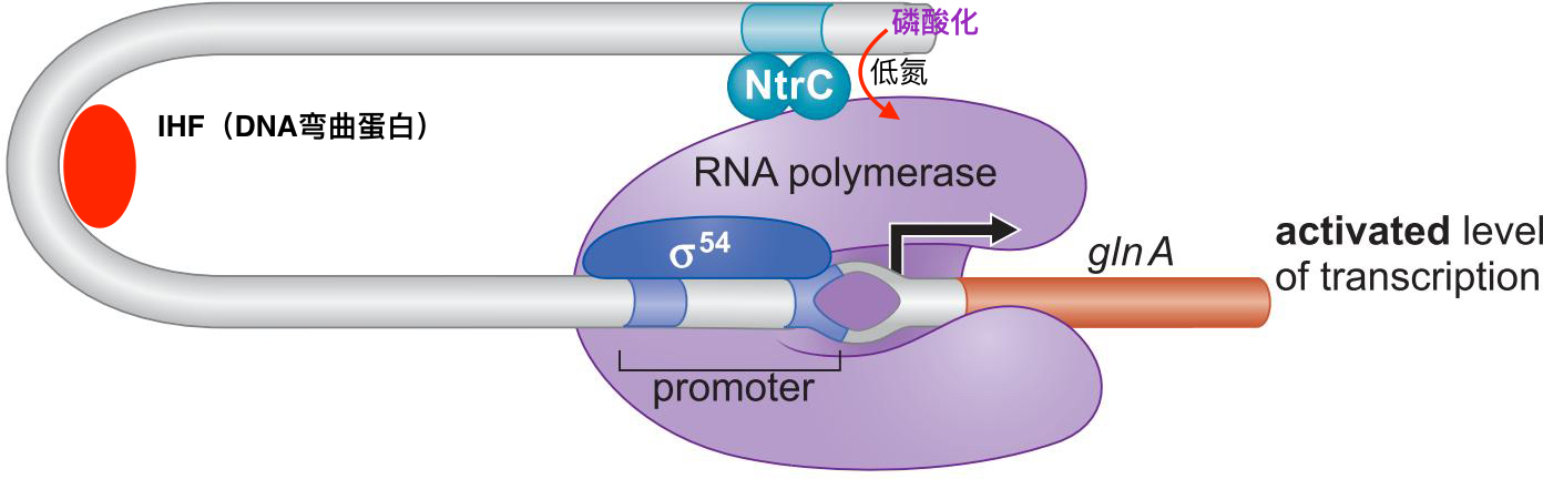 MIT Molecular Biology 笔记6  转录的调控 