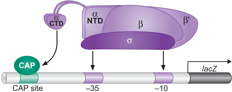 MIT Molecular Biology 笔记6  转录的调控 