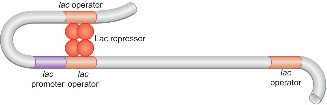 MIT Molecular Biology 笔记6  转录的调控 