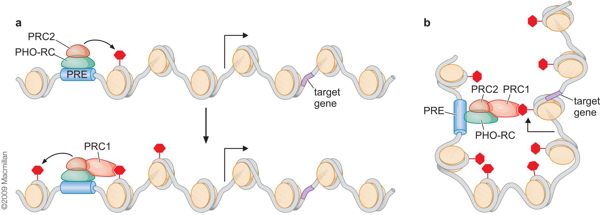 MIT Molecular Biology 笔记6  转录的调控 