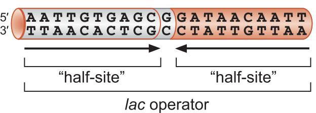 MIT Molecular Biology 笔记6  转录的调控 