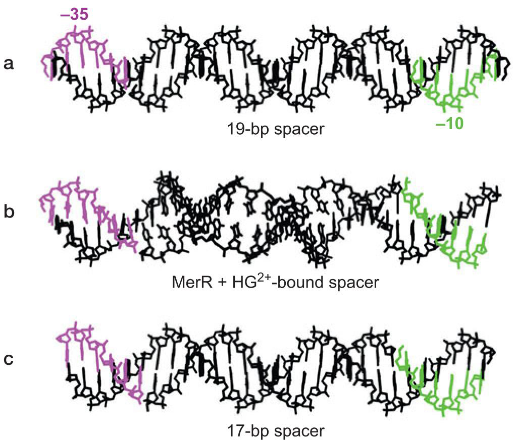 MIT Molecular Biology 笔记6  转录的调控 