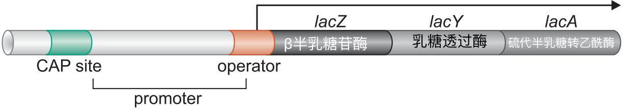 MIT Molecular Biology 笔记6  转录的调控 