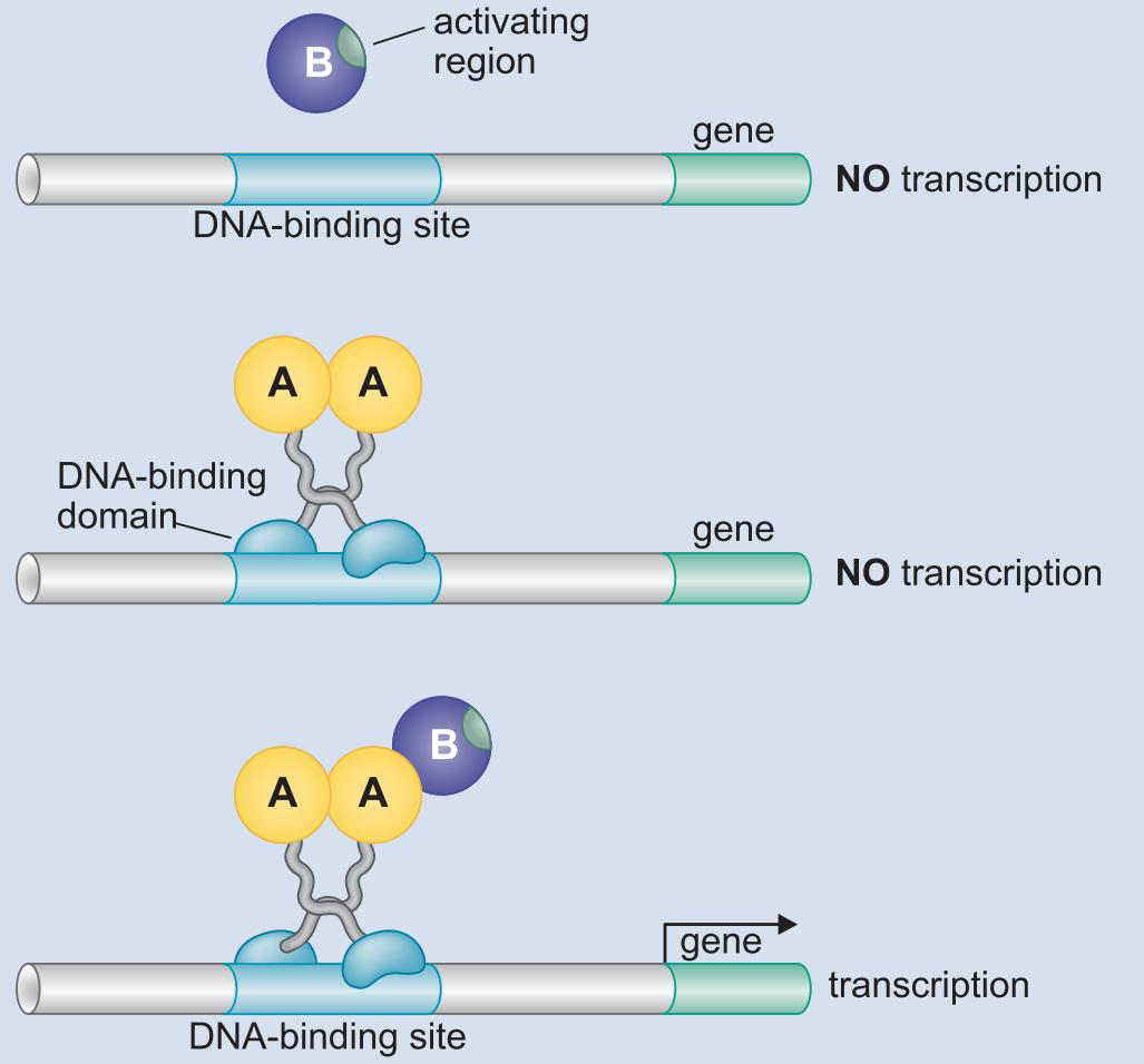 MIT Molecular Biology 笔记6  转录的调控 